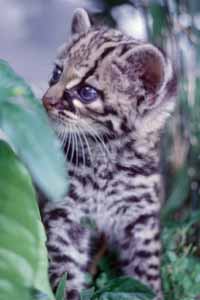 babyocelot.jpg